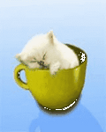 pic for Cup Cat